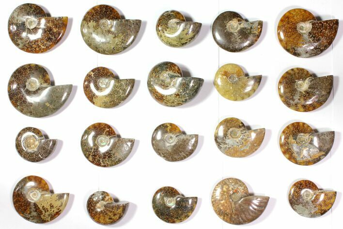 Lot: Polished Whole Ammonite Fossils - Pieces #116584